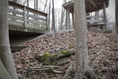 Bagliettoa baldensis