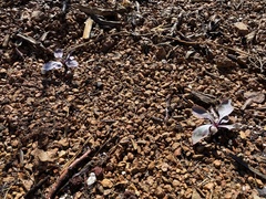 Penstemon versicolor