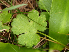 Ranunculus parviflorus