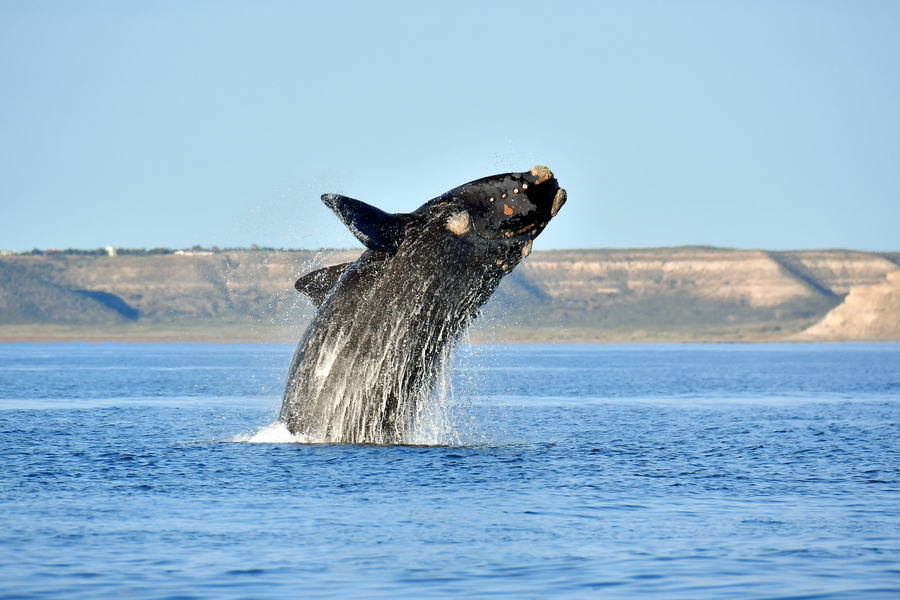 Right Whales