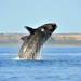 Right Whales - Photo (c) Zoltan BAGOSI, some rights reserved (CC BY-NC), uploaded by Zoltan BAGOSI