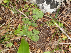 Ranunculus parviflorus