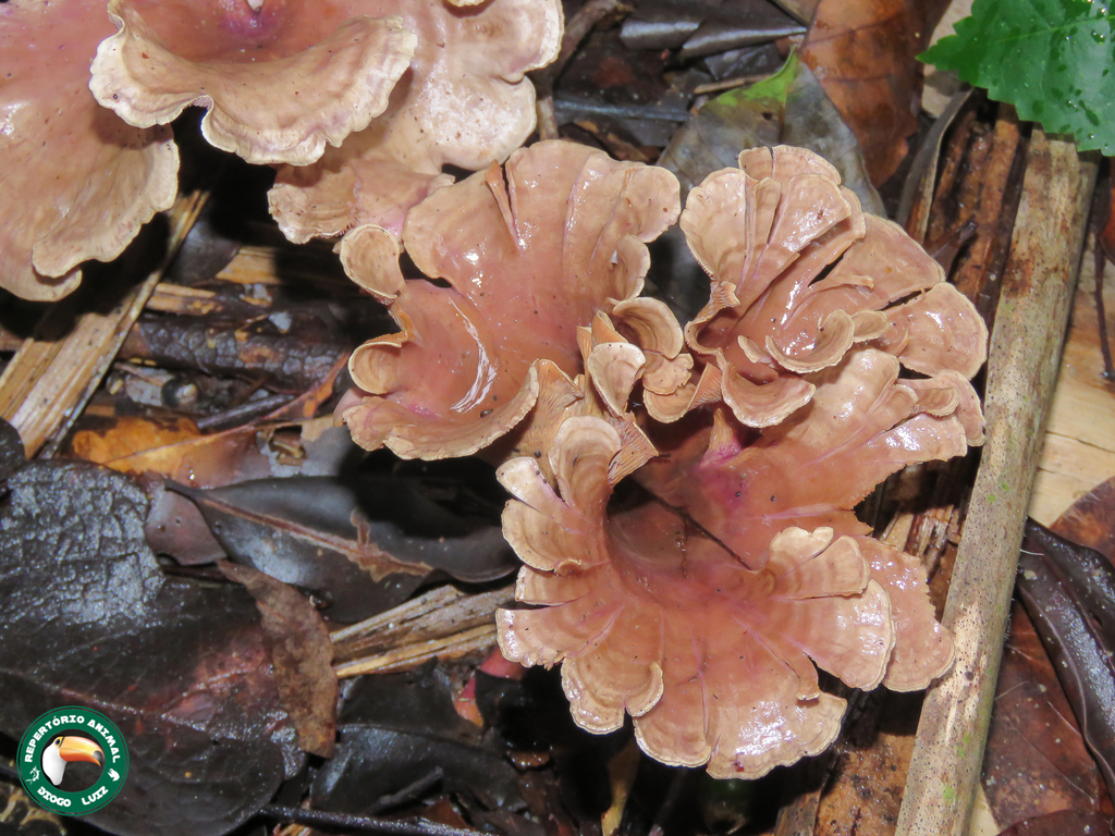 Trogia cantharelloides · February 2022 · photo: © diogoluiz (iNaturalist, cc-by)