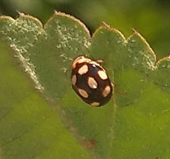 Coccinellidae