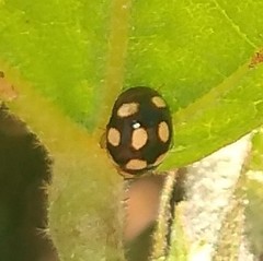 Coccinellidae