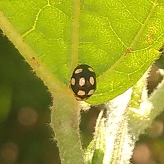 Coccinellidae