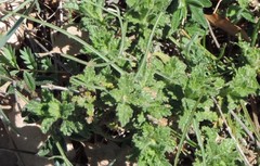 Teucrium scordium