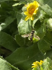 Sphaerophoria rueppellii