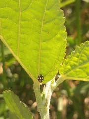 Coccinellidae