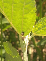 Coccinellidae
