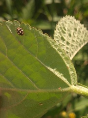 Coccinellidae