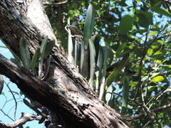 Rhyncholaelia