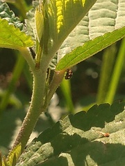 Coccinellidae
