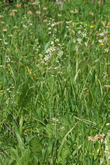 Anticlea elegans elegans