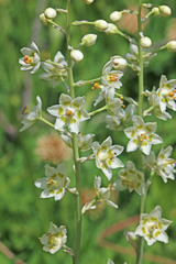 Anticlea elegans elegans