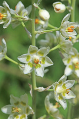 Anticlea elegans elegans