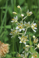 Anticlea elegans elegans