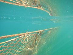 Tylosurus crocodilus fodiator