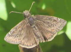 Erynnis meridianus