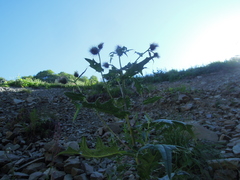 Cirsium gagnidzei