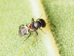 Encyrtus