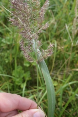 Calamagrostis extremiorientalis