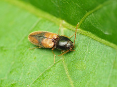 Horistonotus curiatus