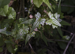 Dioscorea auriculata