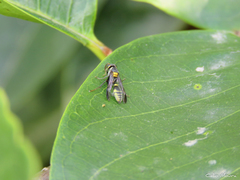 Polybia ruficeps xanthops