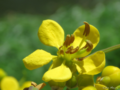 Senna siamea