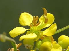 Senna siamea