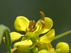 Senna siamea
