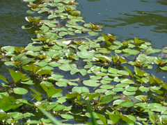 Ludwigia helminthorrhiza