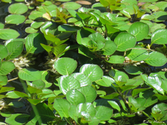 Ludwigia helminthorrhiza