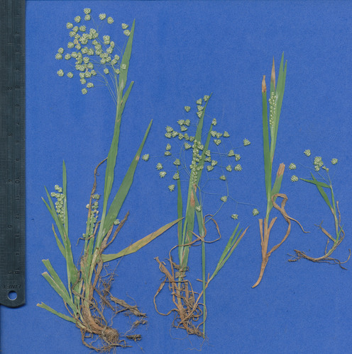 Briza minor