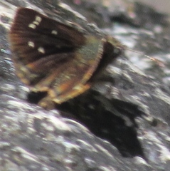 Piruna haferniki