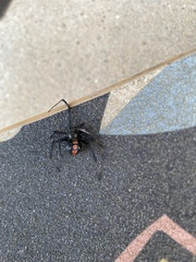 Latrodectus variolus