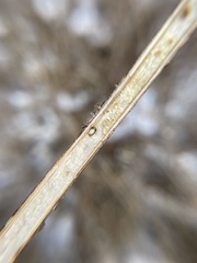 Antistrophus