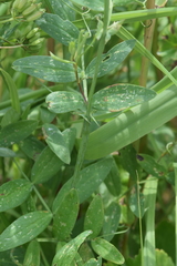 Lathyrus palustris pilosus