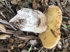 Boletus barrowsii