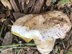 Boletus barrowsii