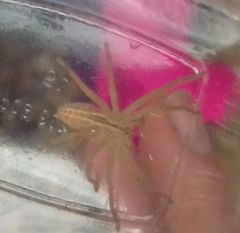 Micrommata virescens