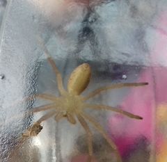 Micrommata virescens