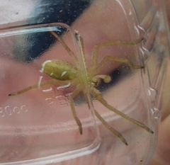 Micrommata virescens