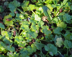 Ranunculus parviflorus