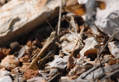 Locusta migratoria cinerascens