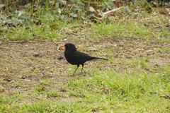 Turdus merula