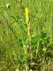 Castilleja levisecta
