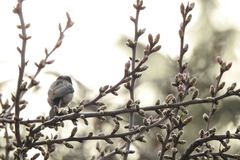 Aegithalos caudatus