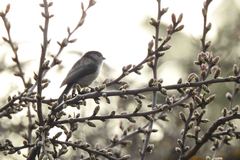 Aegithalos caudatus